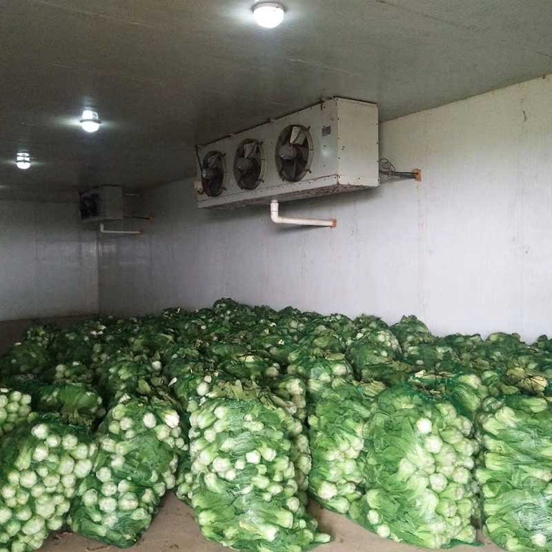 Vegetable Cold Room